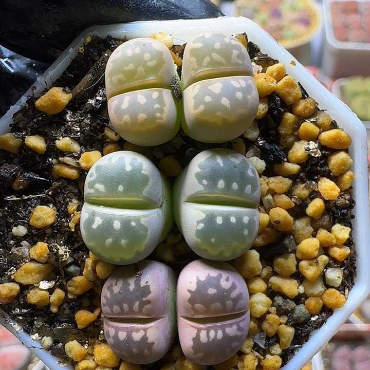 生石花111111。   225