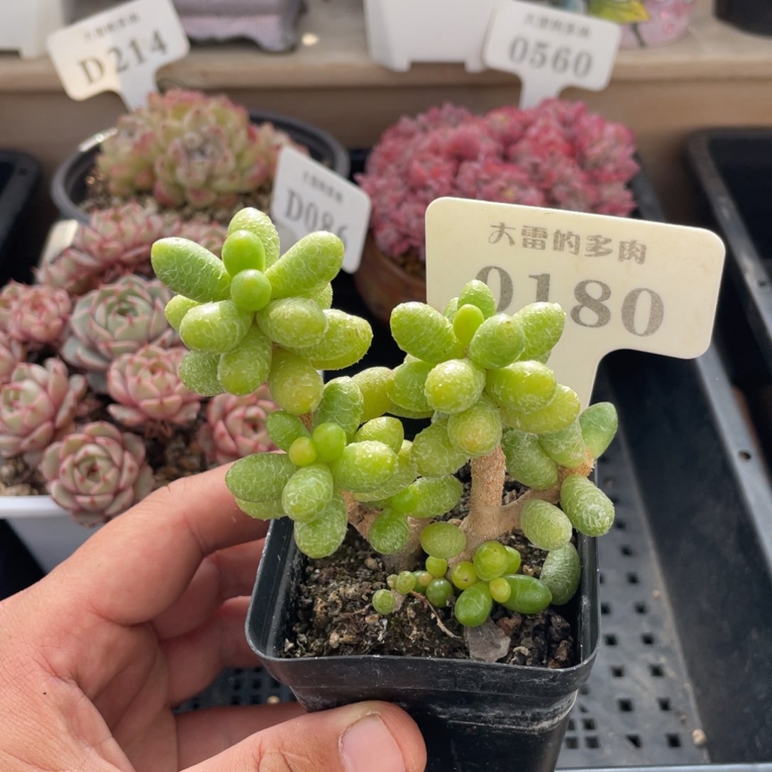 0180绿龟之卵不带盆7厘米