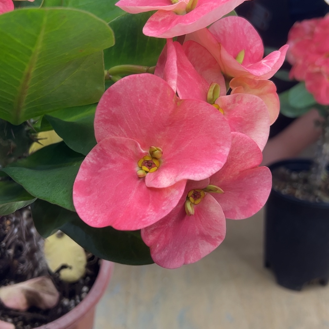 YM-123泰国大花虎刺梅