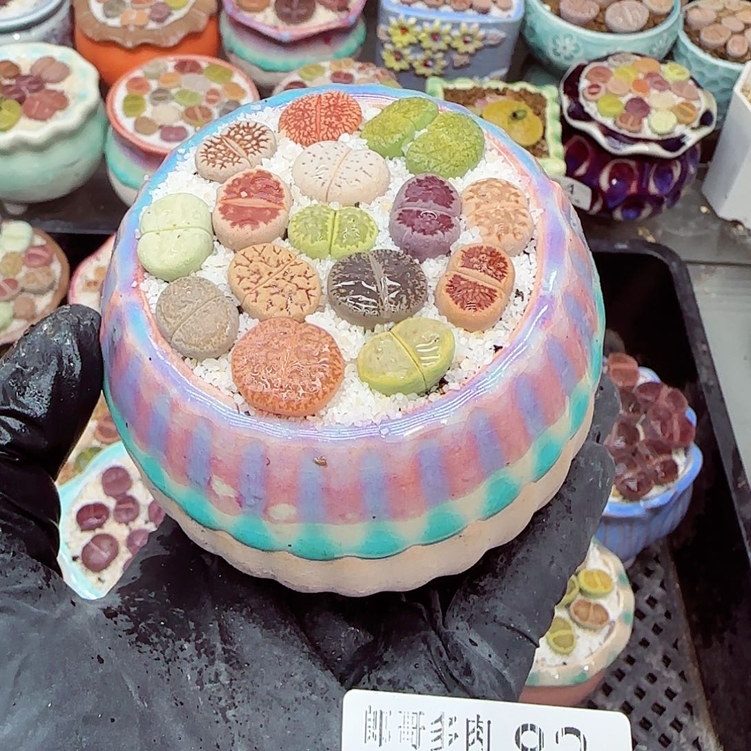 生石花满18包邮1209-82