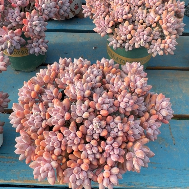 星戴露，颜色特别粉