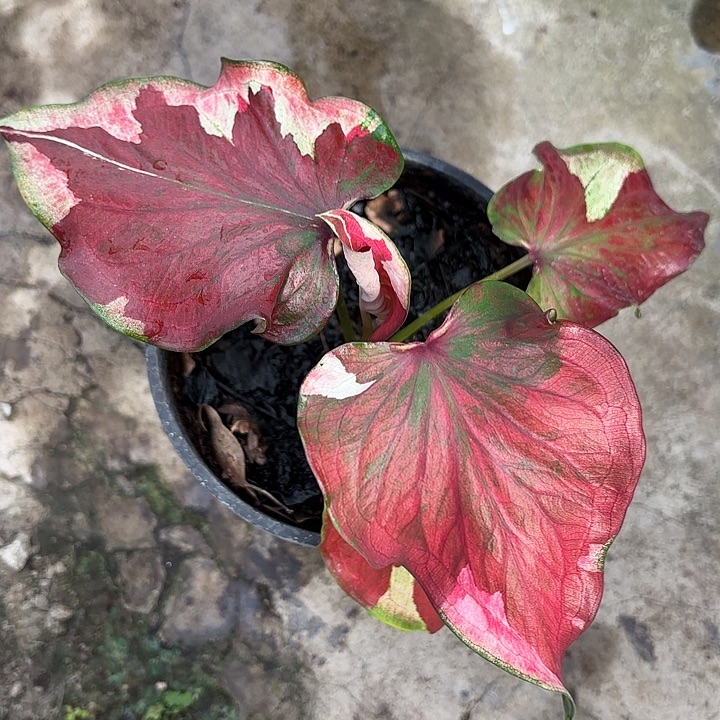 y***235-1211彩叶芋福利广东现货