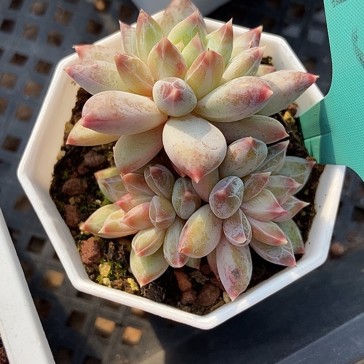 多肉植物伊丽莎白1542