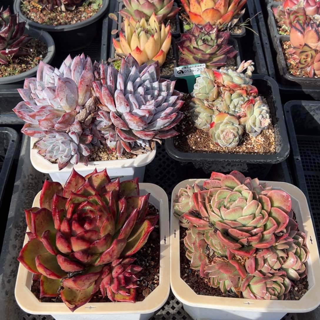 从前慢多肉精选编号0124.203