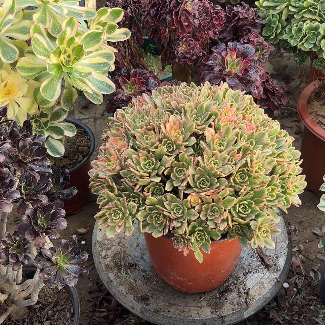 6甜茶法师多肉植物