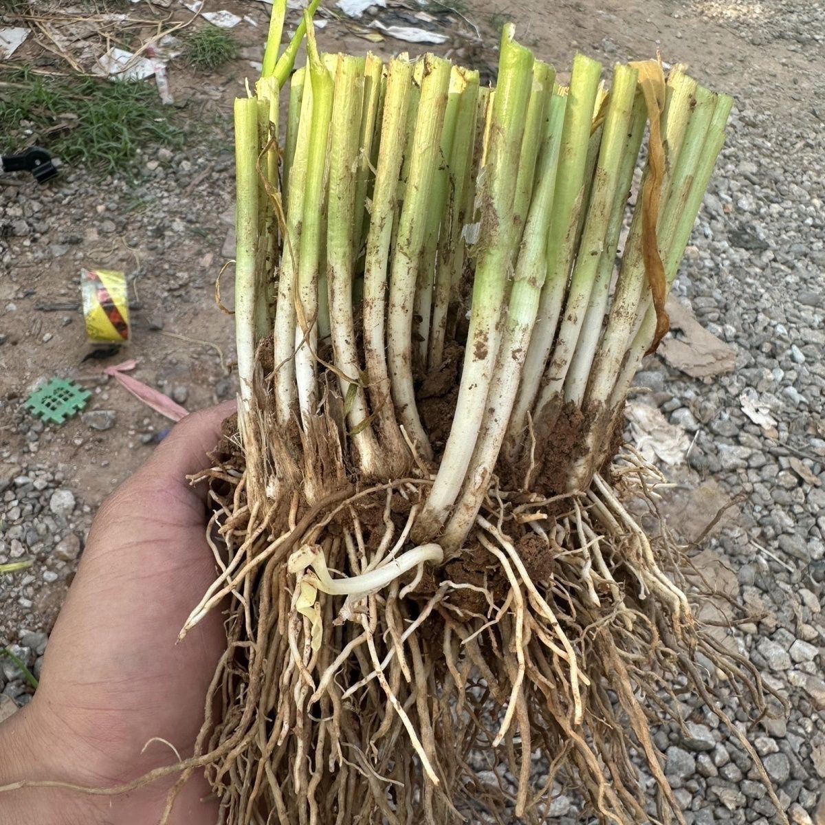 现挖宽叶紫根韭菜根室内阳台庭院绿植盆栽适合家庭种植