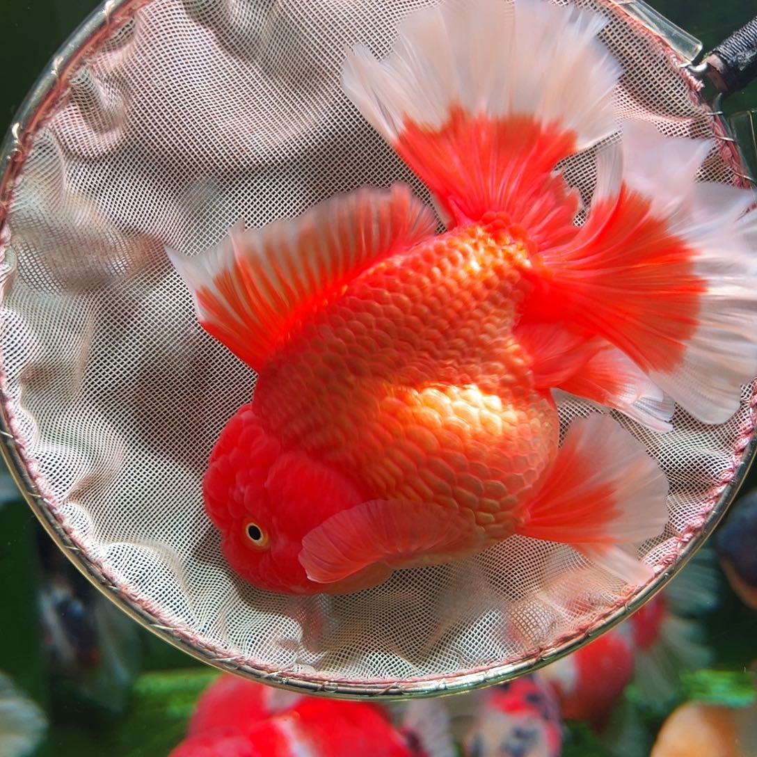 金鱼百褶泰狮冷水金鱼