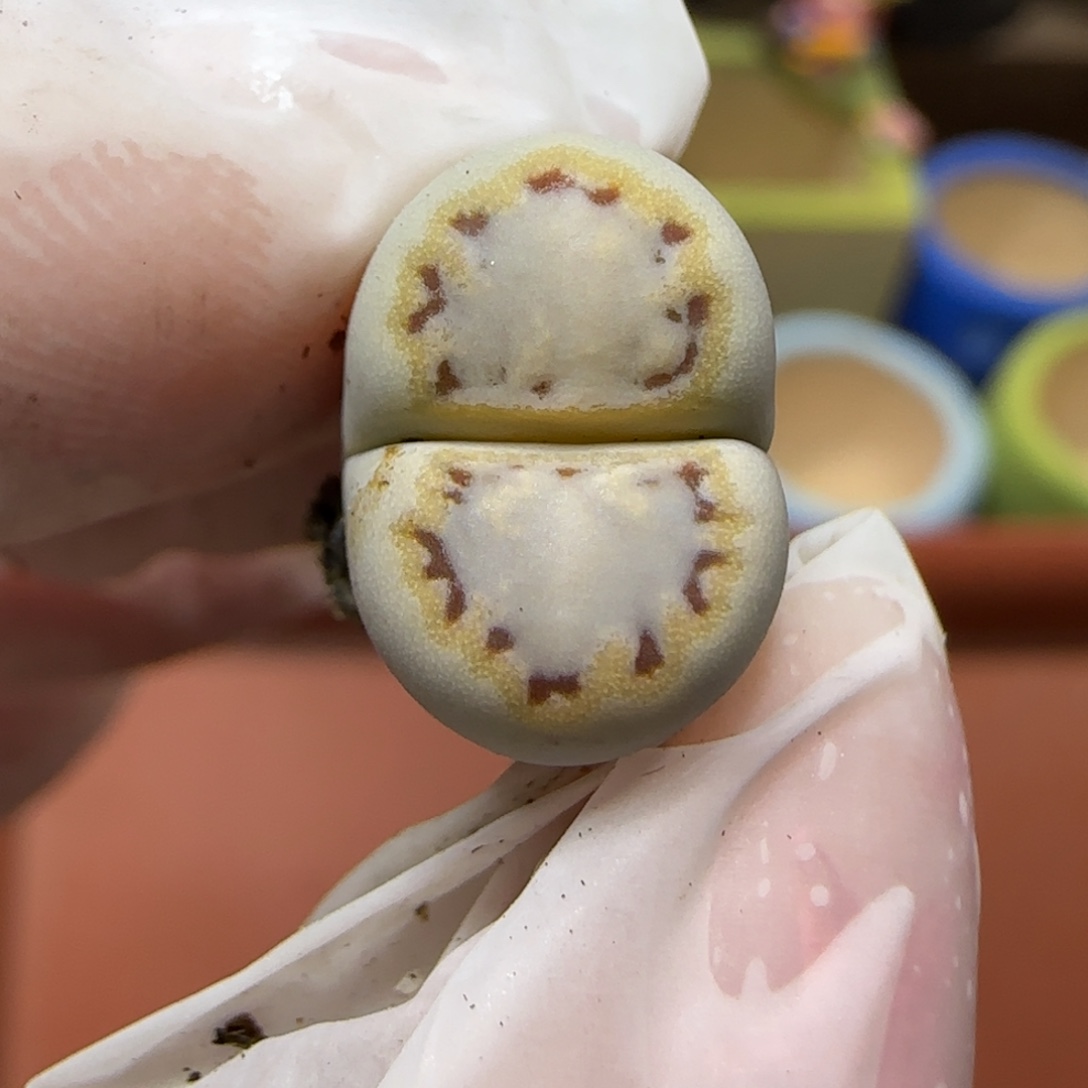 12.23.1621.6糖霜饼干.9015