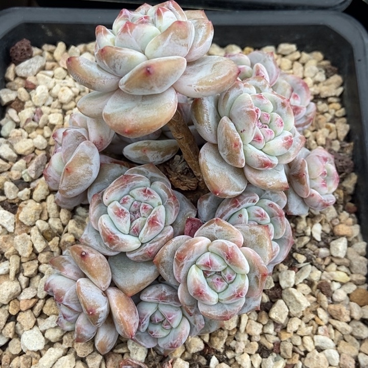 绿地紫心多头小树