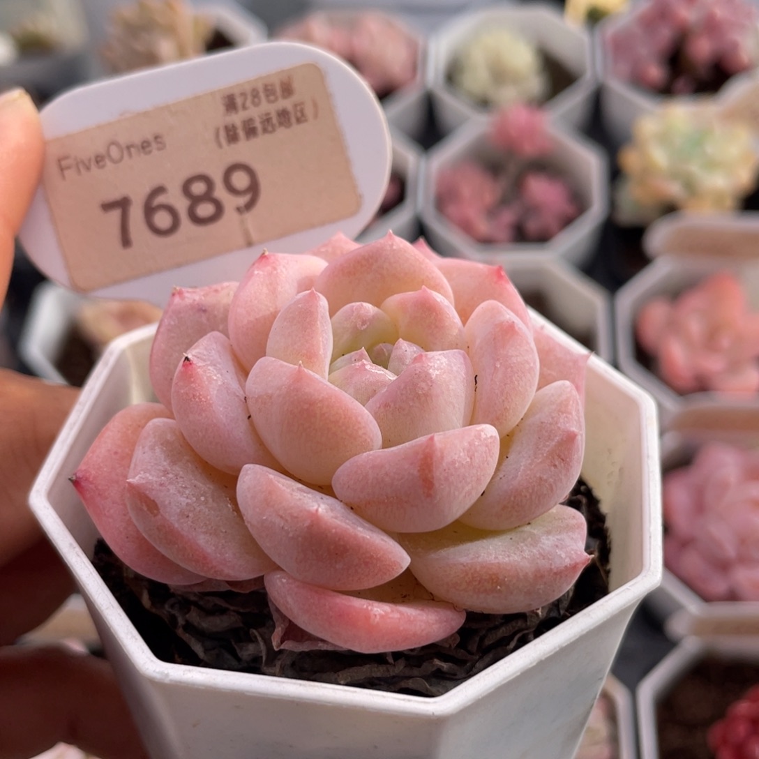 草莓果酱7689-6.0厘米