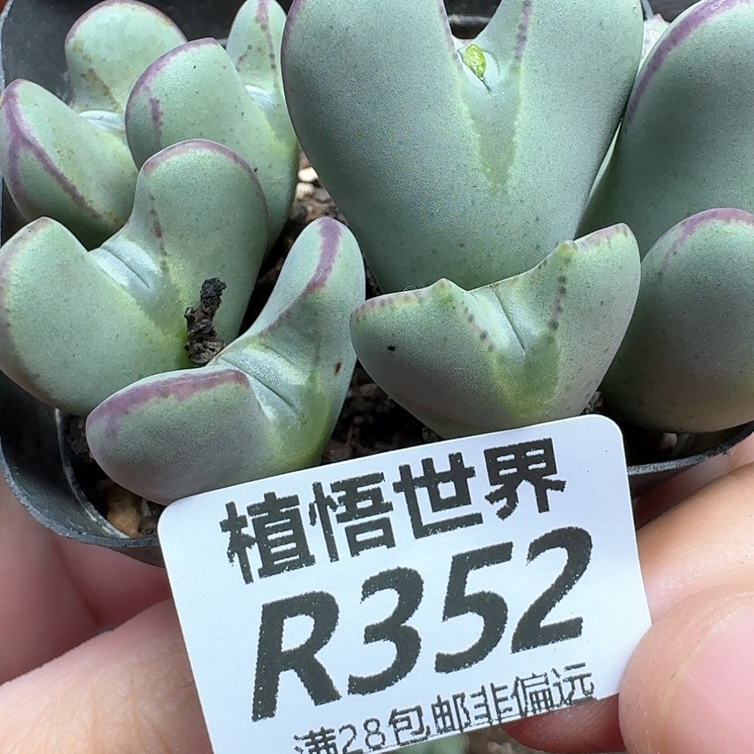 多肉植物的润泽和df