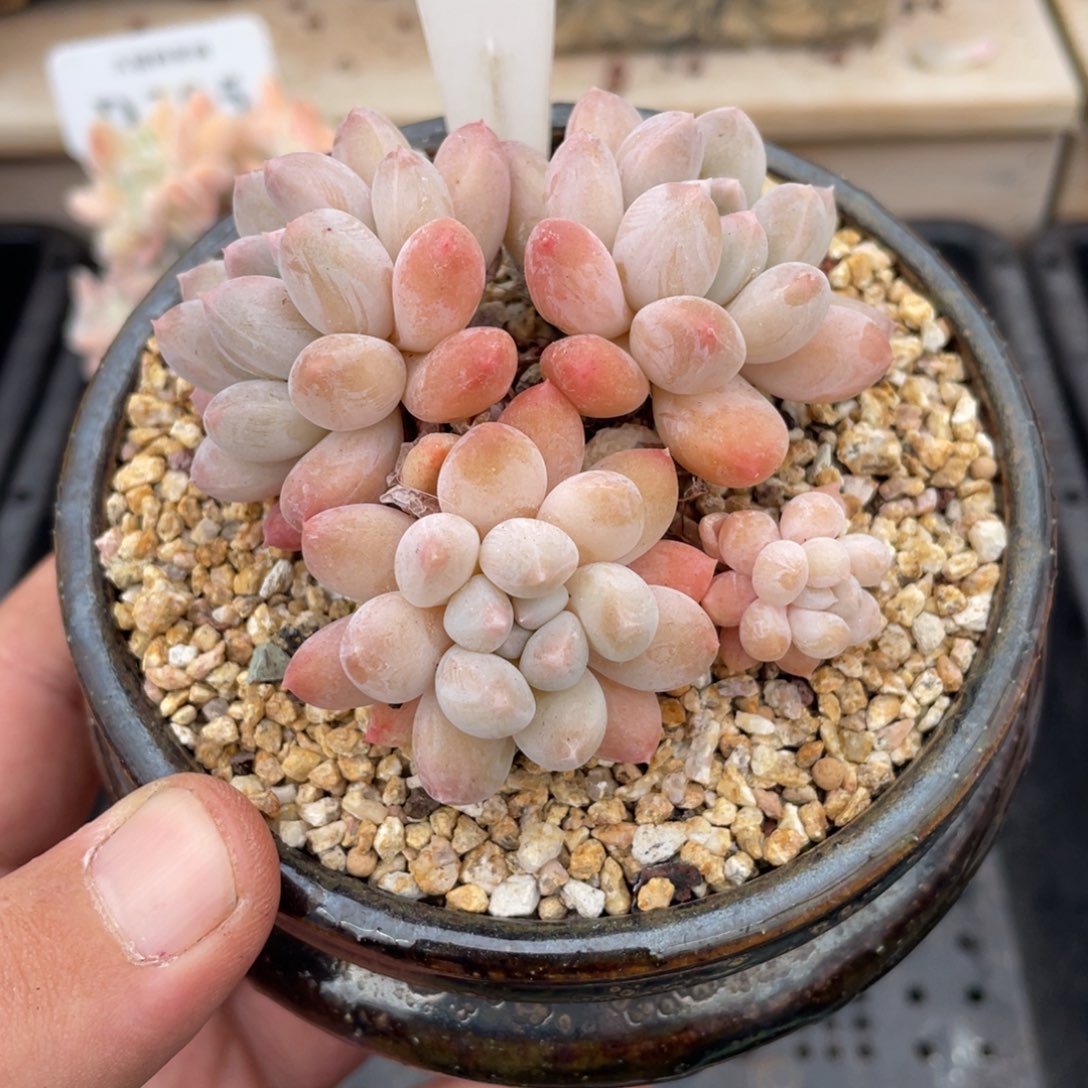 0101明珠不带盆7厘米