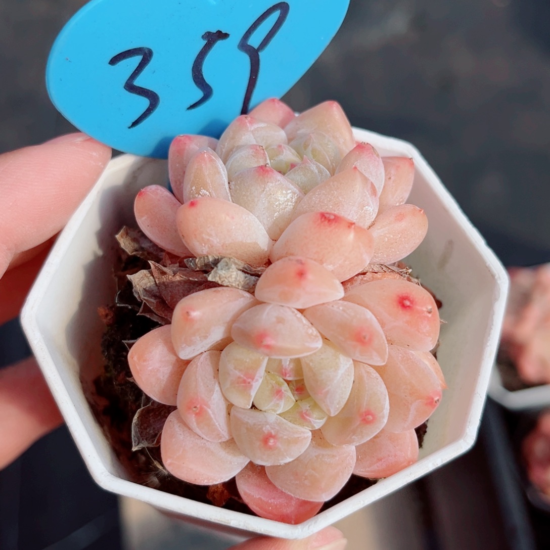 359号小老桩糖心双头