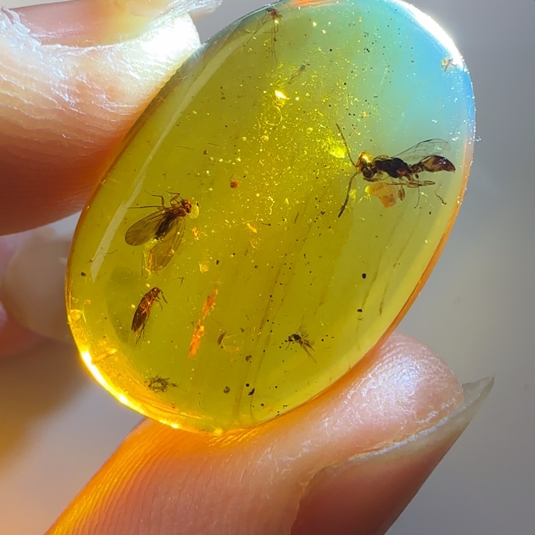 琥珀裸石未镶嵌蜂  虻 蚊子