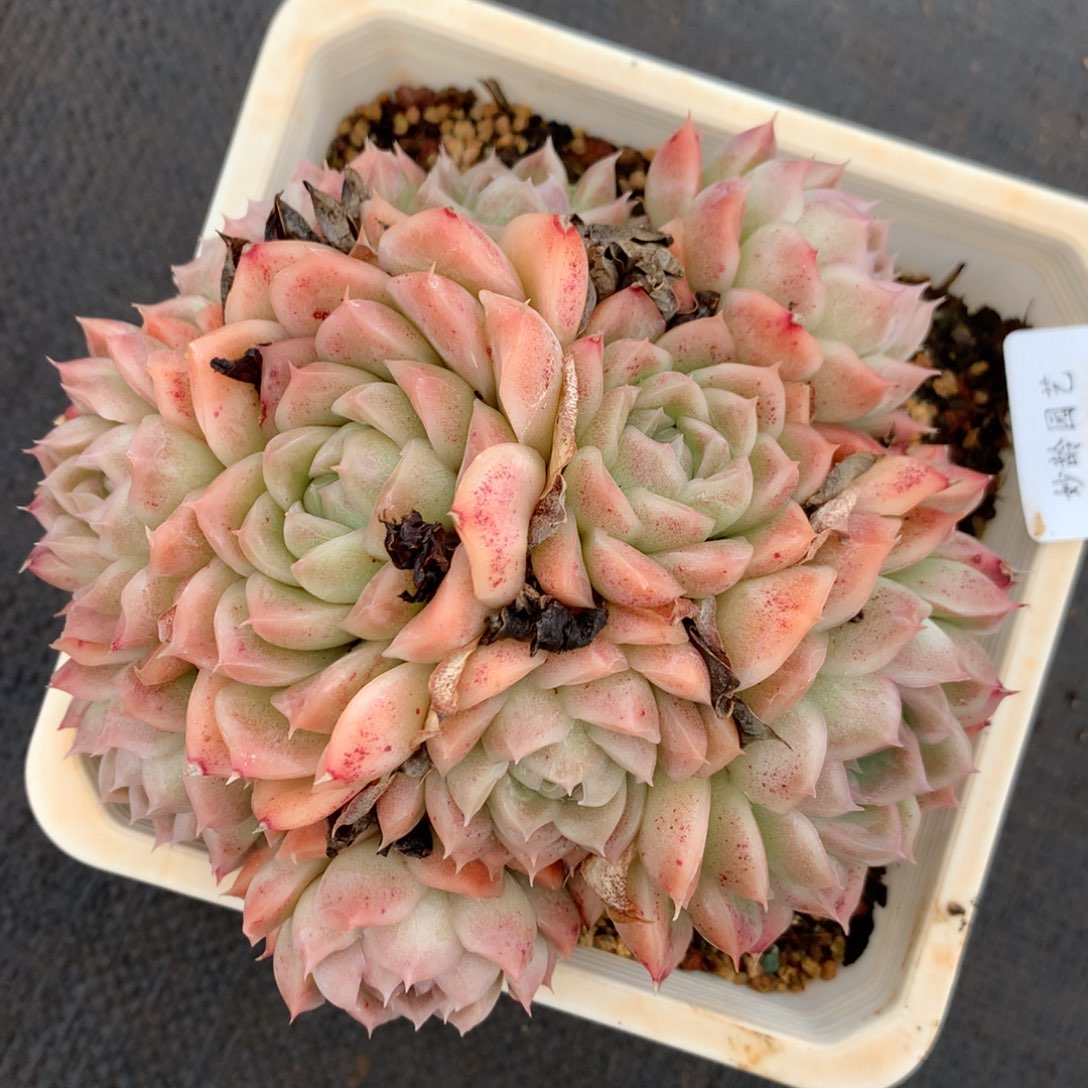 2747杂交精品基地13厘米