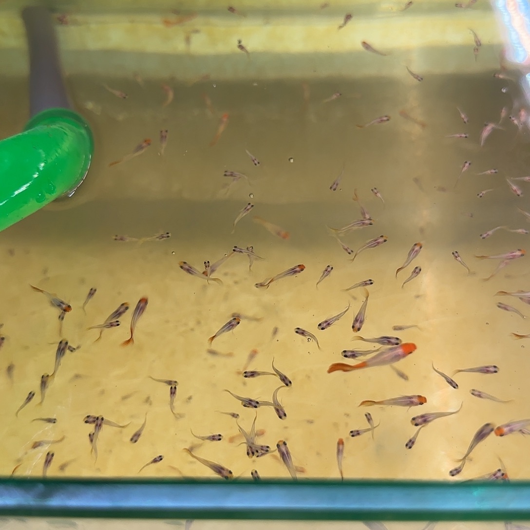 孔雀鱼福利红头缎带玻璃猫卡拉米苗10条随机