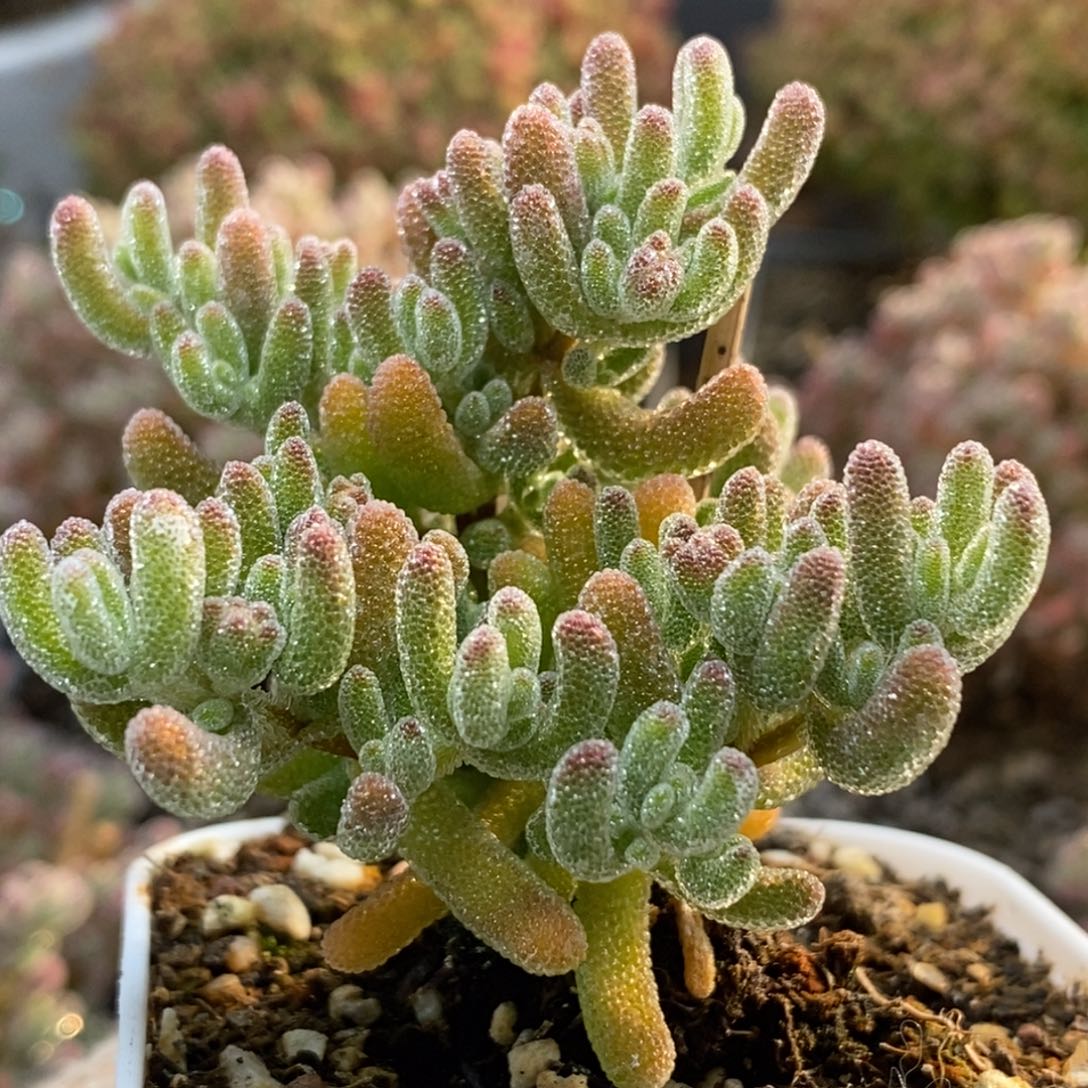 冰橙5579枝干番杏