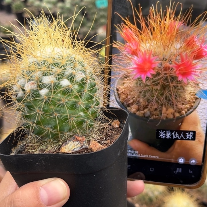 实生海泉好养皮实