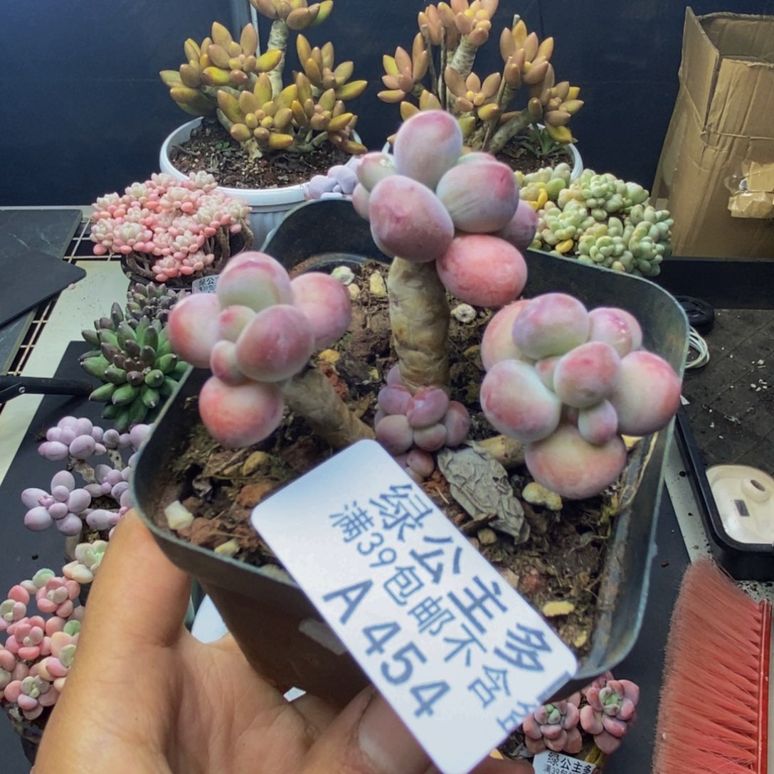 454苹果奶一代多肉4c m