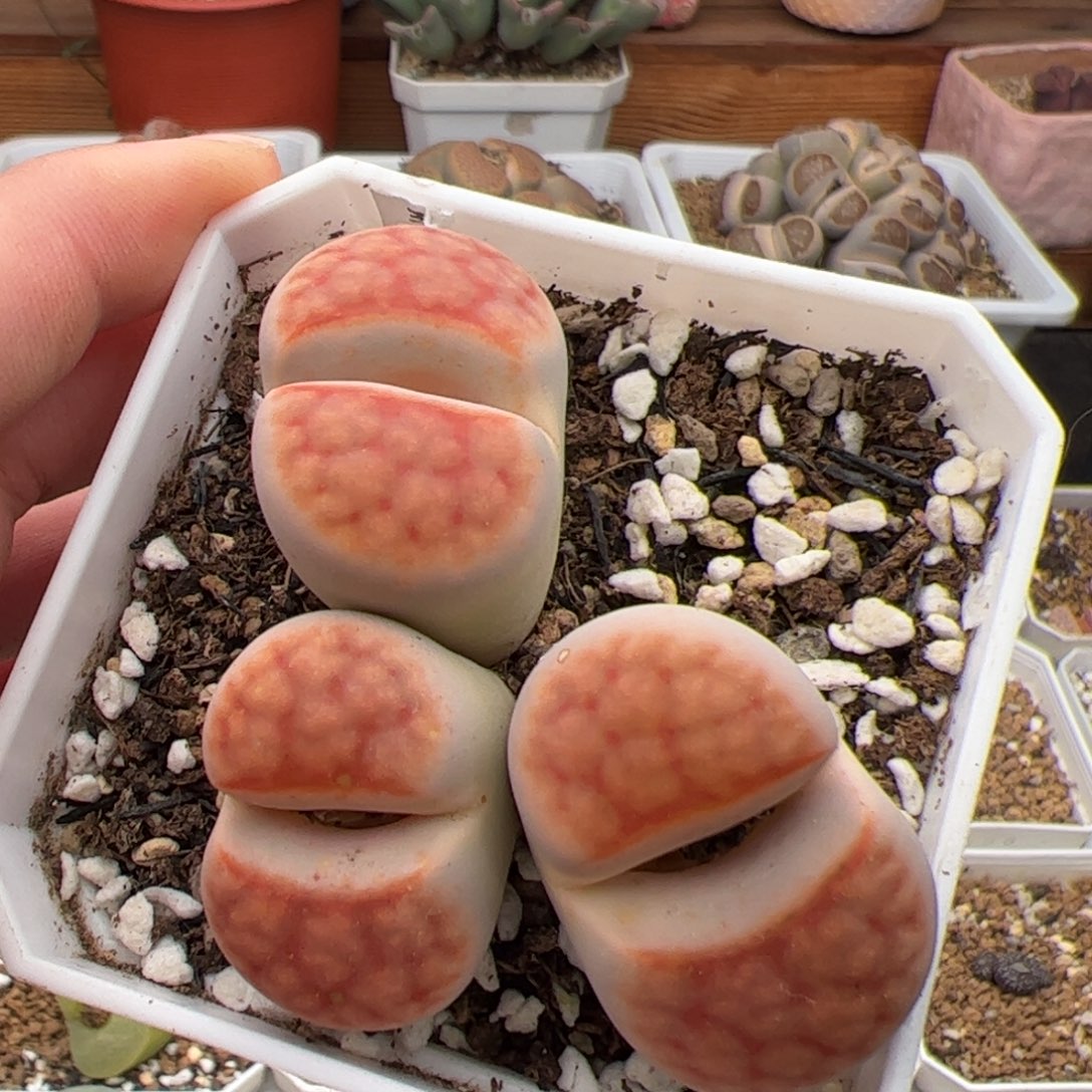 0505号花纹玉 多肉植物