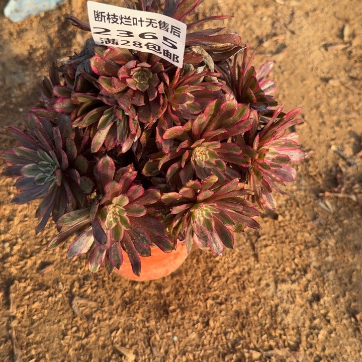 2365二号棚紫霞仙子C