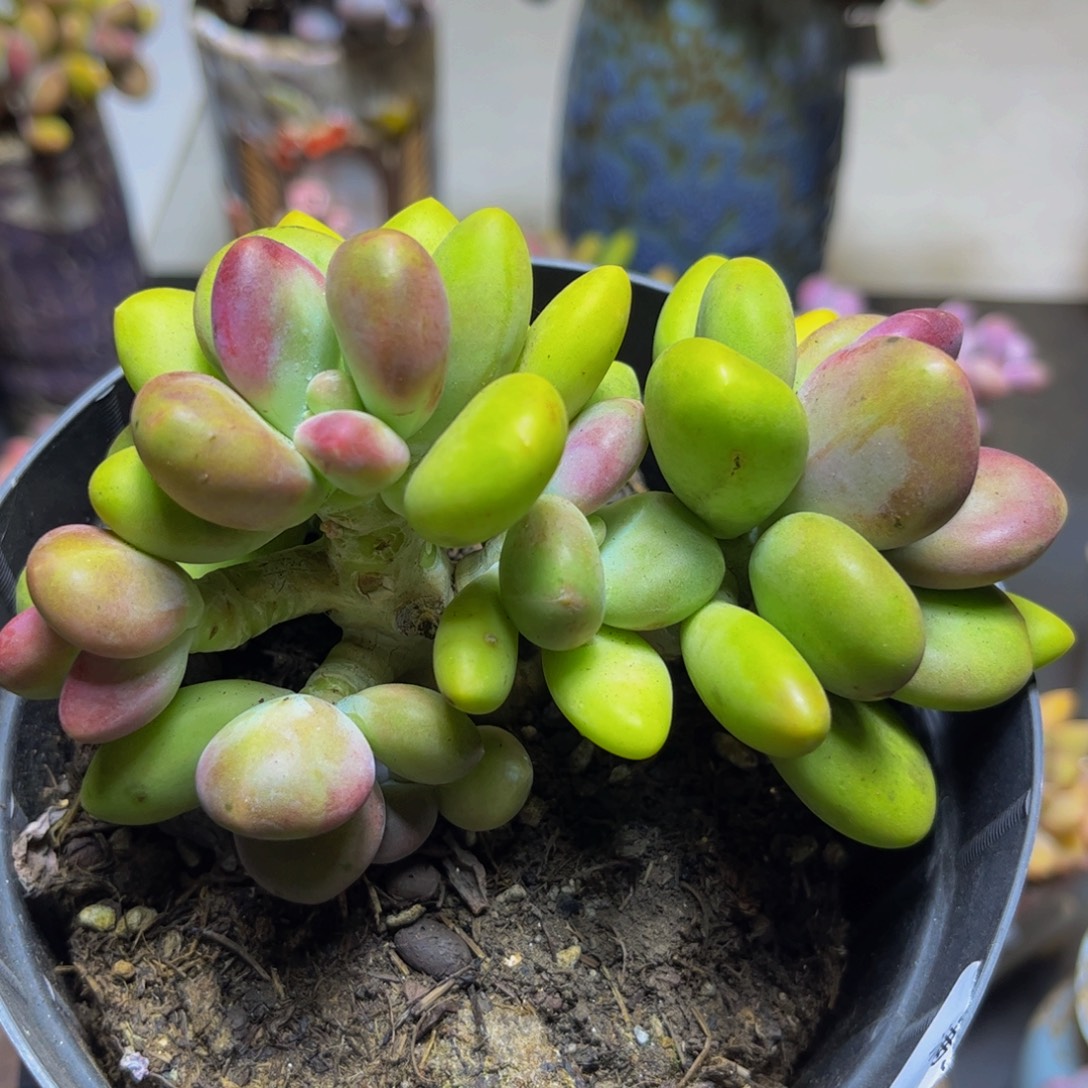 873芒果奶11厘米多肉