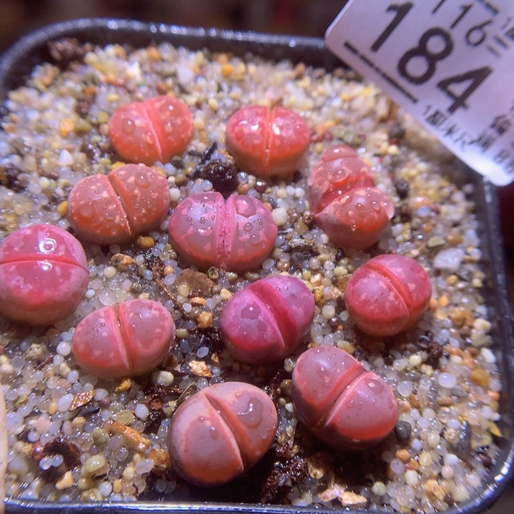 精品生石花116.184