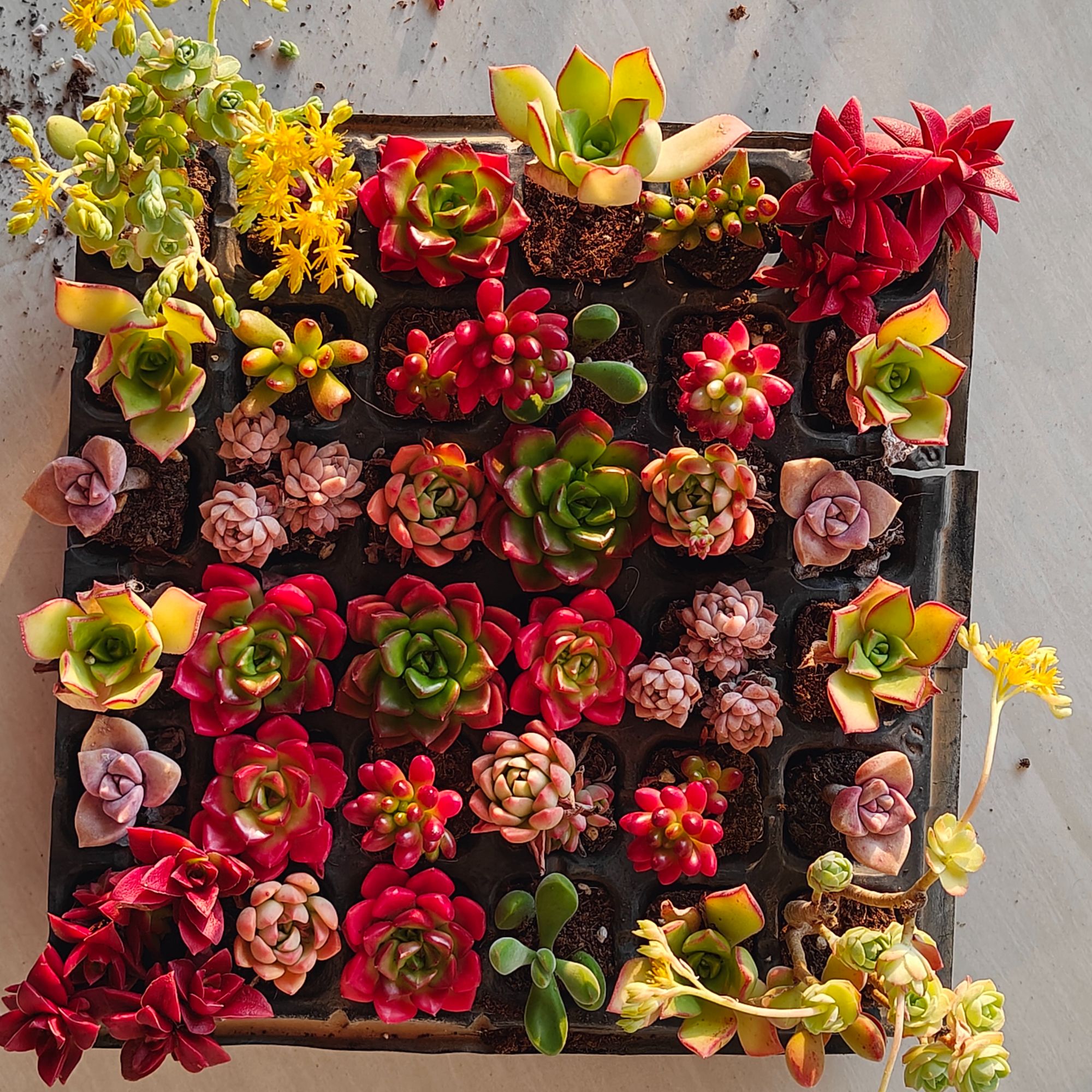 多肉推推乐阳台室内盆栽懒人植物新人易上手