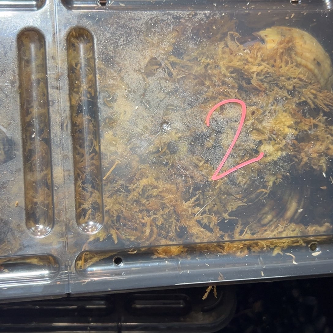 圣诞福袋2号，口径均2.8到4口介意勿拍