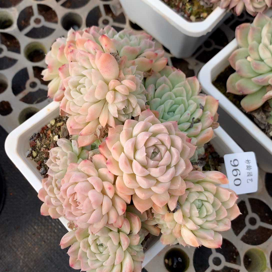 960不包掉头整散特价处理