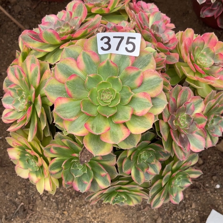 无花朵375雨后多肉植物