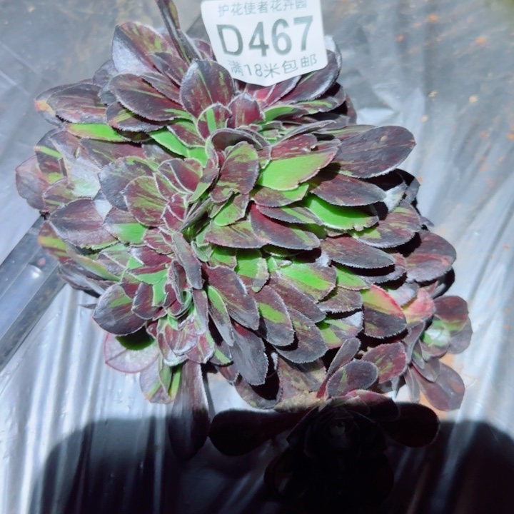 多肉法师淘宝福利