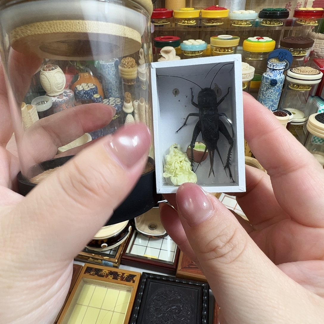 疏***浅哈哈哈生态罐➕油葫芦