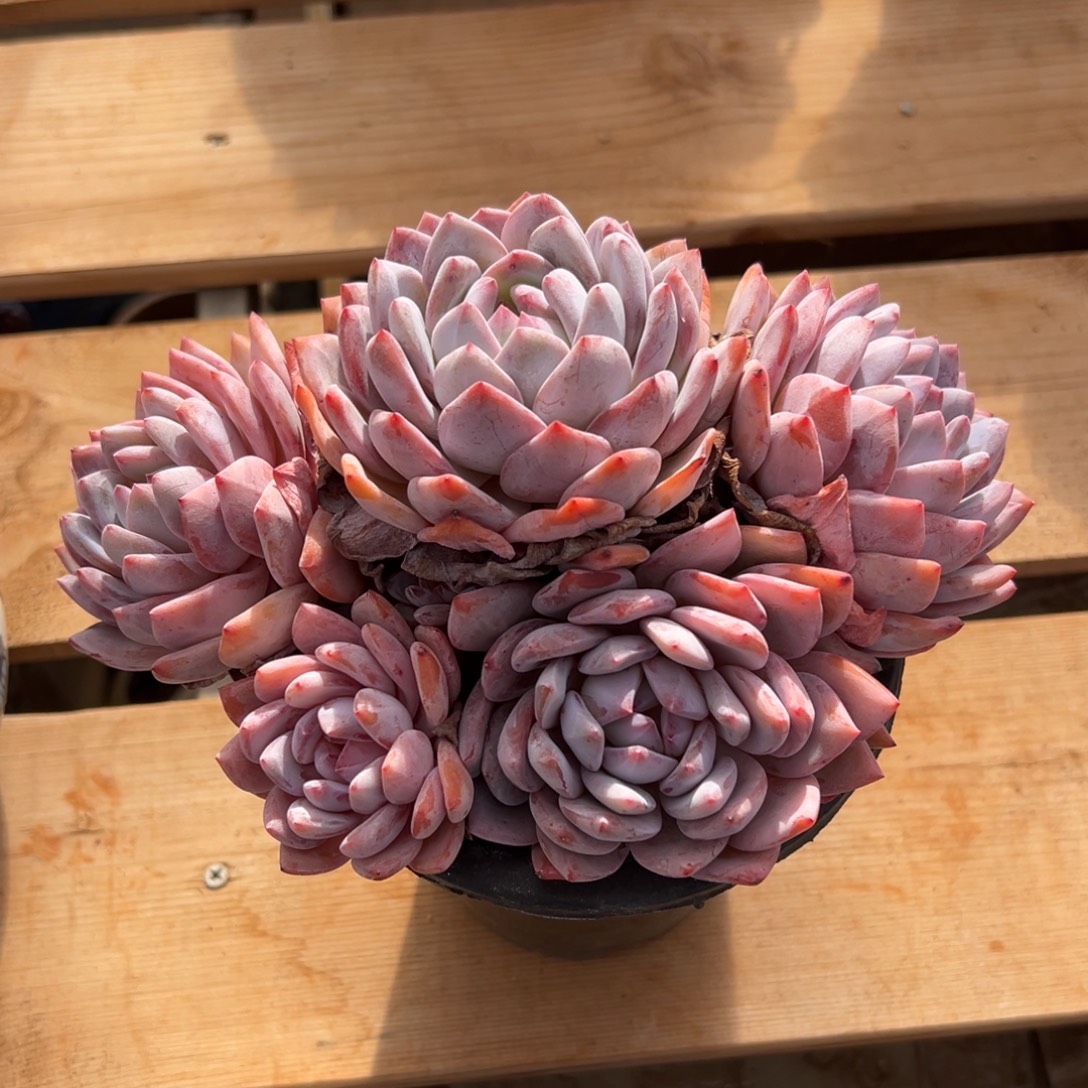 苗***遇见多肉园艺苗星影