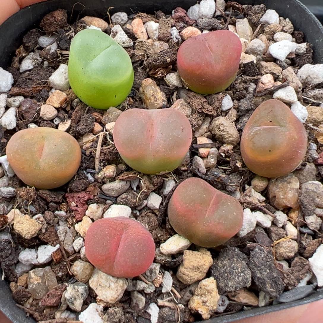 9.19好看的多肉脱土发货702