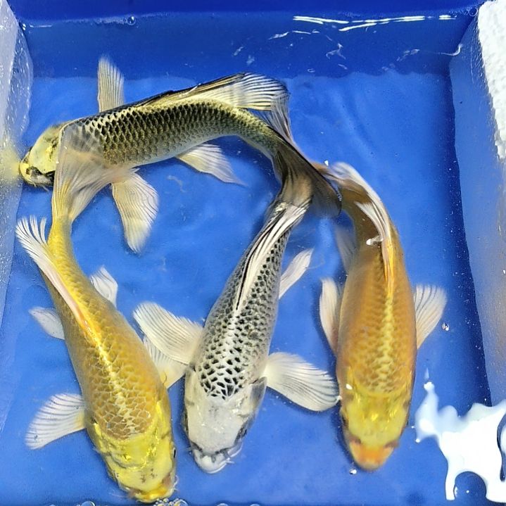 蝴蝶鲤鱼4条精品蝴蝶鲤鱼