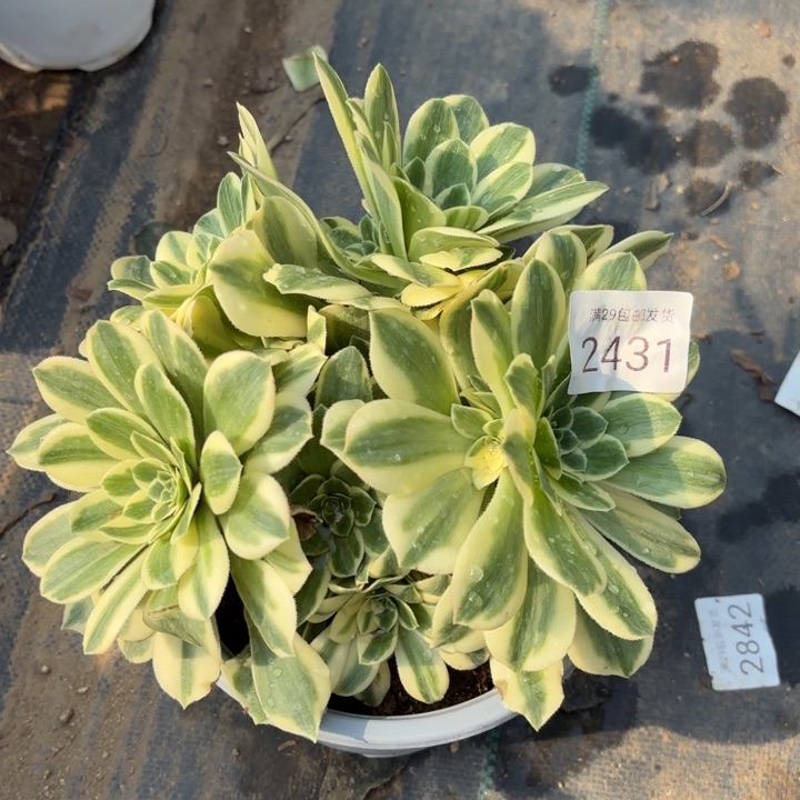 迈巴赫多肉法师2431