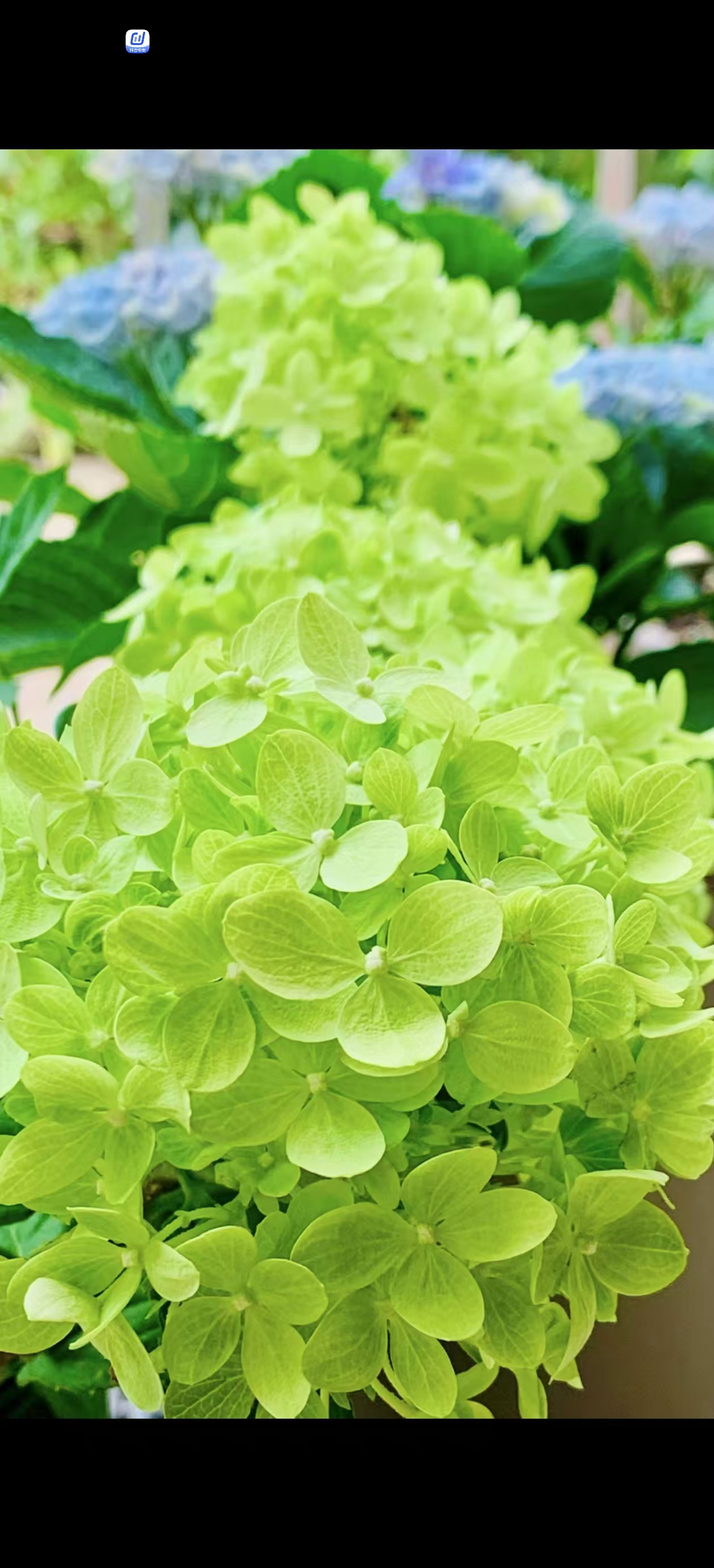 （活力青柠）圆锥木绣球木本绣球绣球花抗寒耐晒圆锥绣球欧洲木绣球