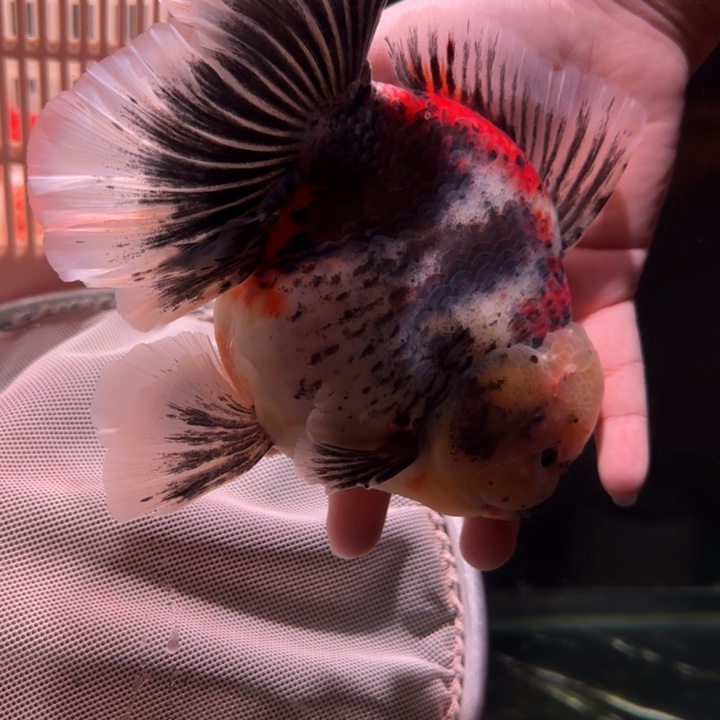 悠***得金鱼泰狮金鱼 观赏鱼