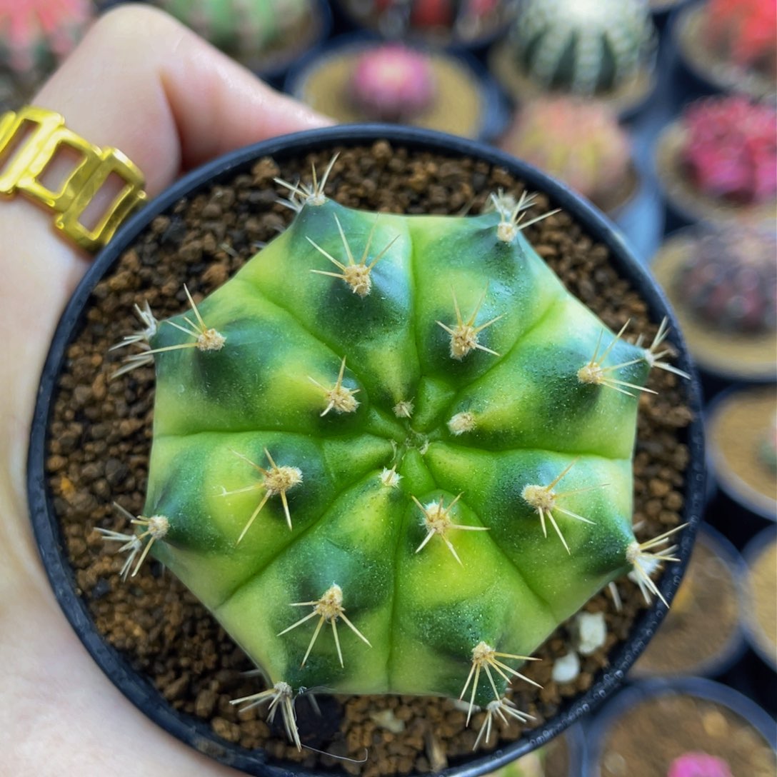 Green名品00000000202