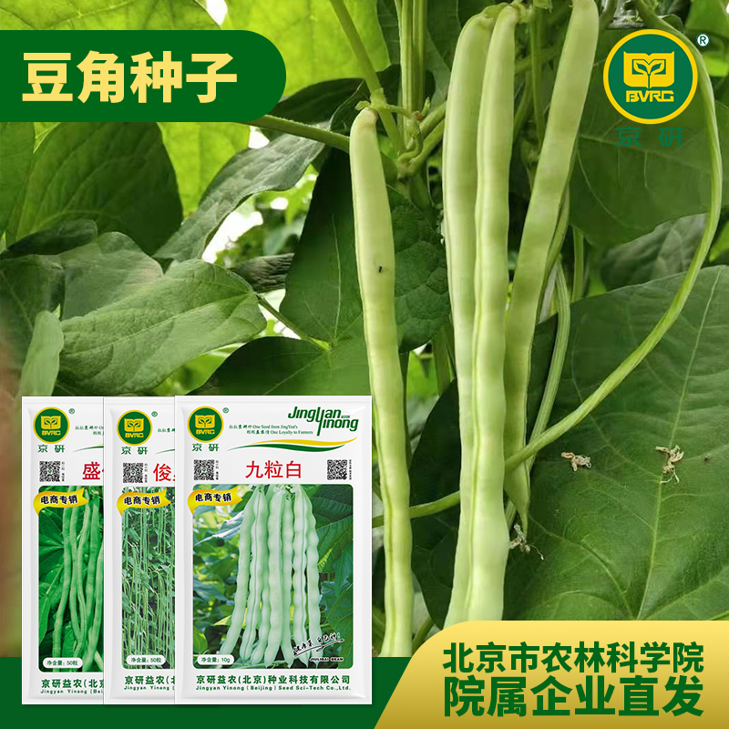 农科院豆角种子长豇豆白不老无筋豆架豆四季豆易种蔬菜