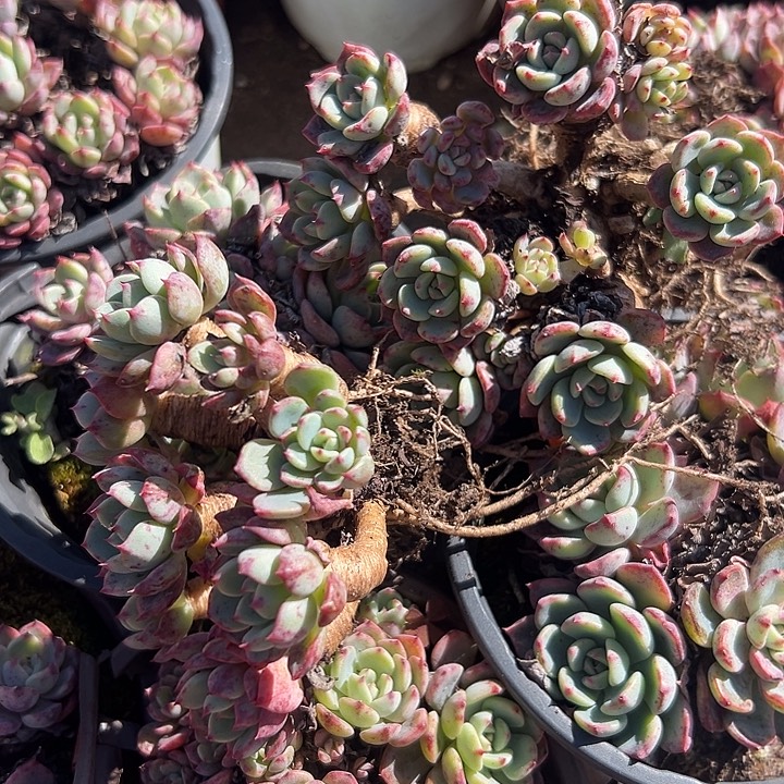 娜娜小沟120杯。             