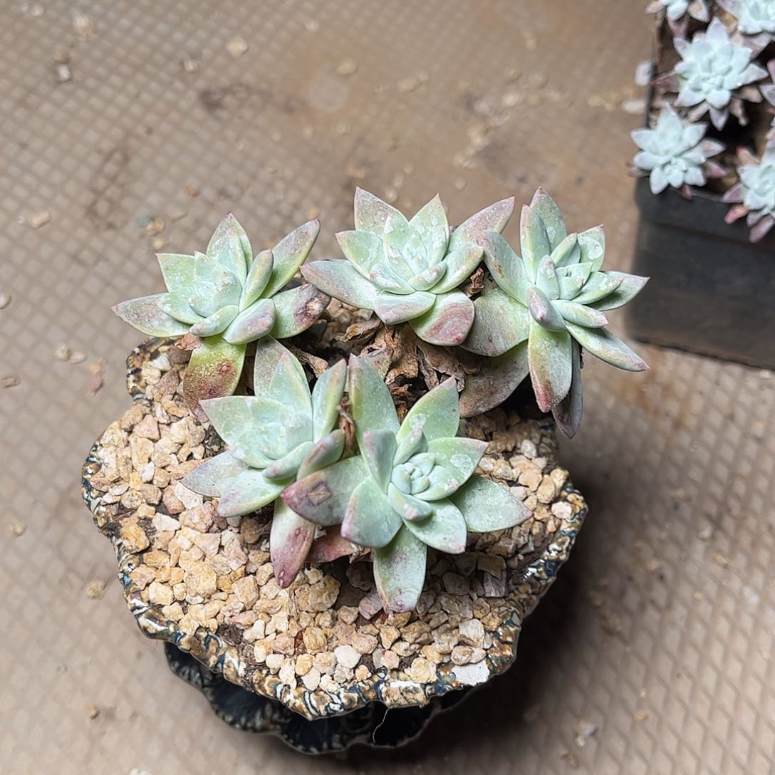 8173苹果白菊仙女杯多肉