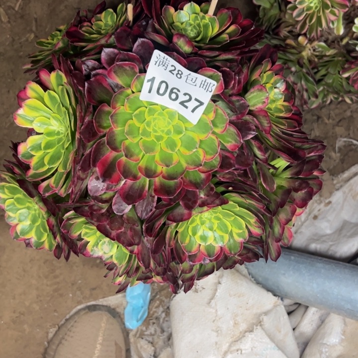 10627南朝霞多肉植物
