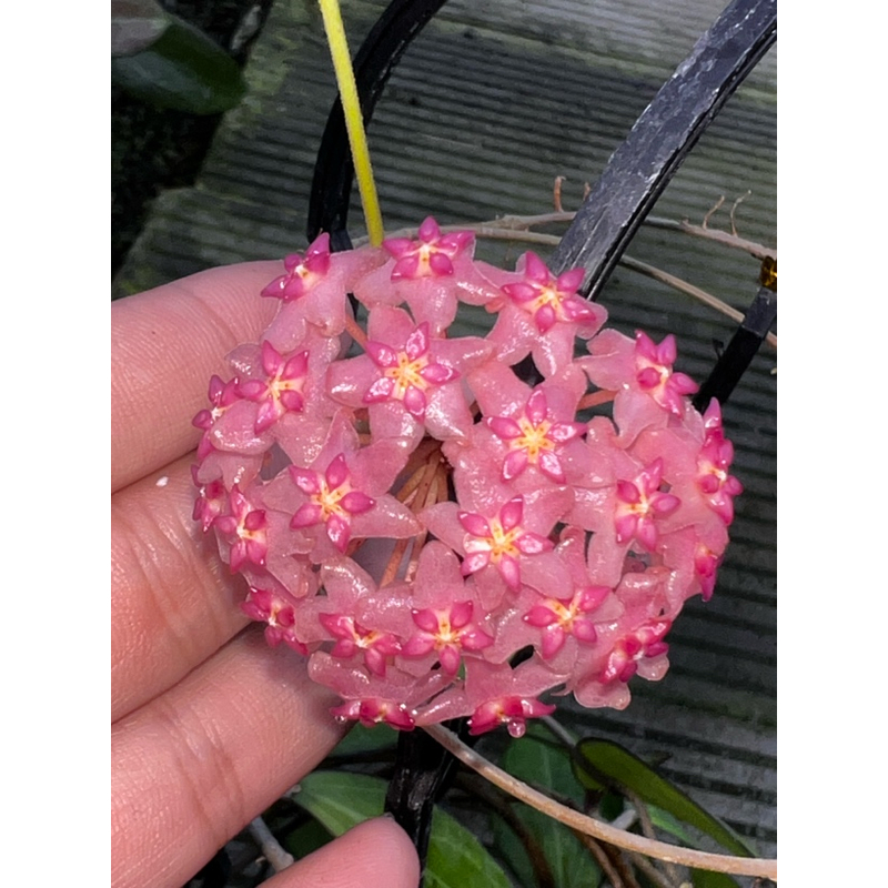 太行【绯岸】品种球兰养护简单开花甜香勤花