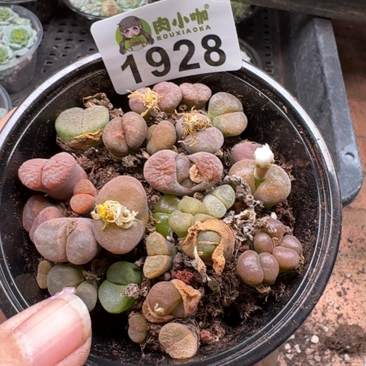 多肉植物多肉植物