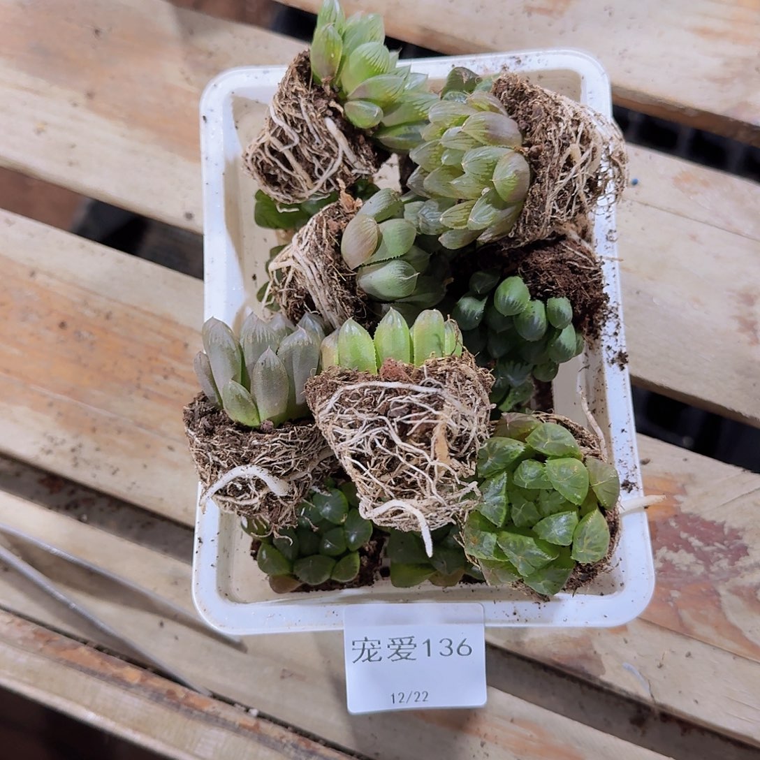 玲***子直播福利一物一拍136