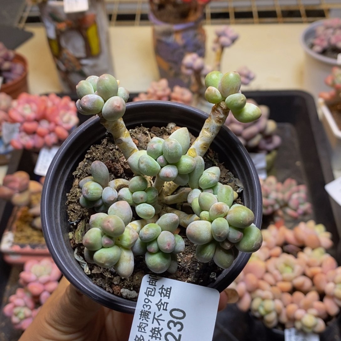 苹果奶230/7cm的肉