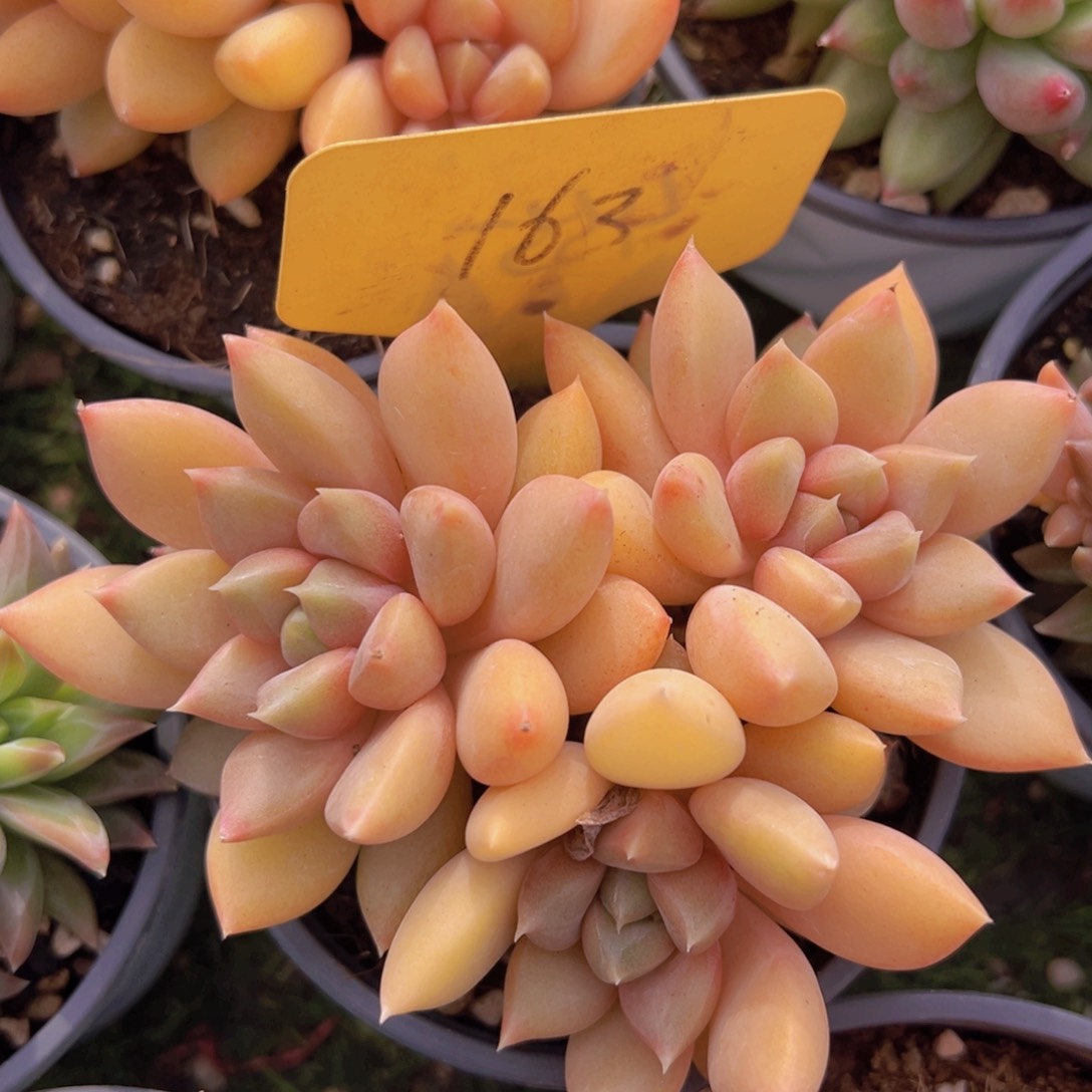 香玉的故事是一个人的故事