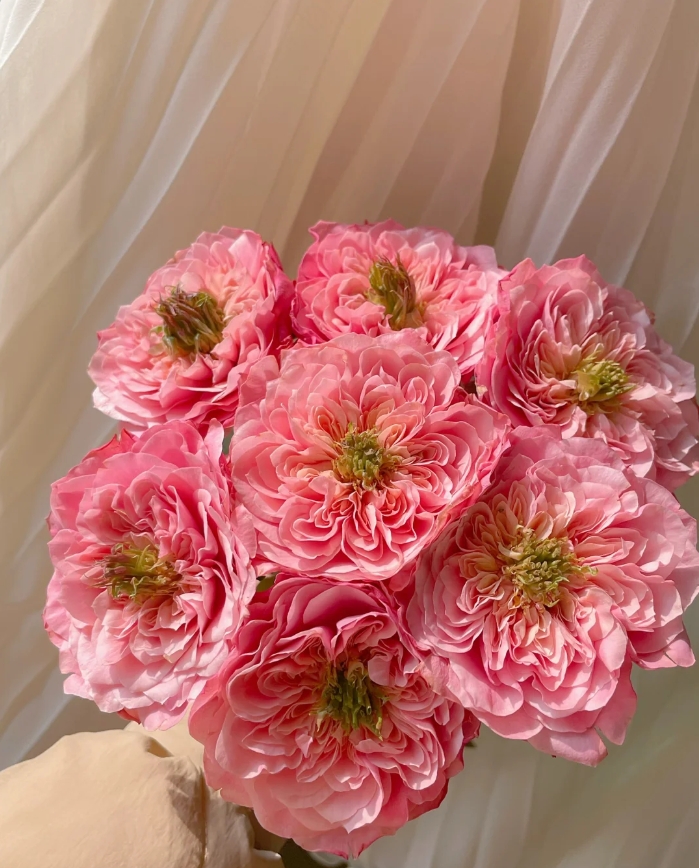 【全场任意两单包邮】美琴多头玫瑰（8-10枝，1枝不赔付）介意勿拍